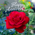 HA03 Happy Anniversary Card Red Garden Rose