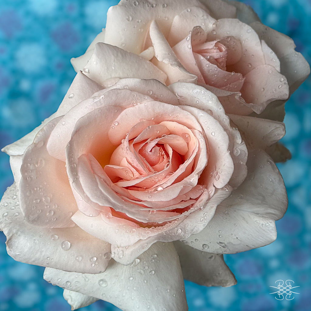 SS04 Spectacular Summer Card - Soft Rain Kissed Roses