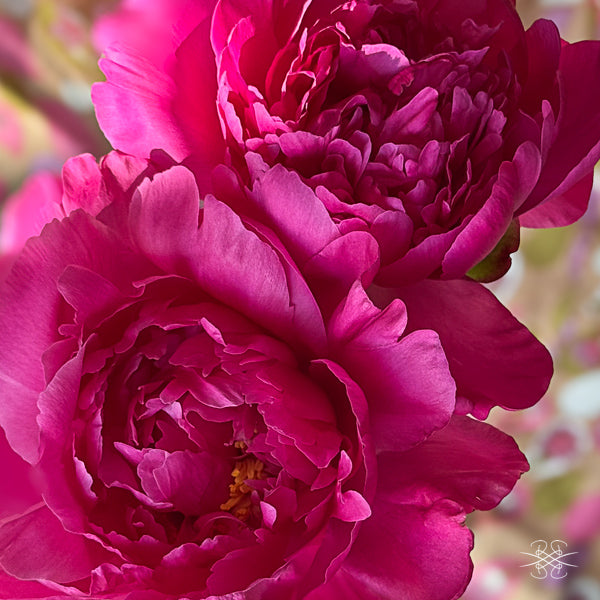 SS03 Spectacular Summer Card - Heavenly Peonies