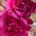 SS03 Spectacular Summer Card - Heavenly Peonies